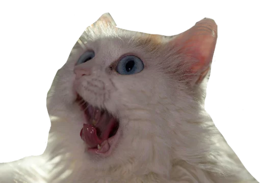 млекопитающее животное домашняя кошка