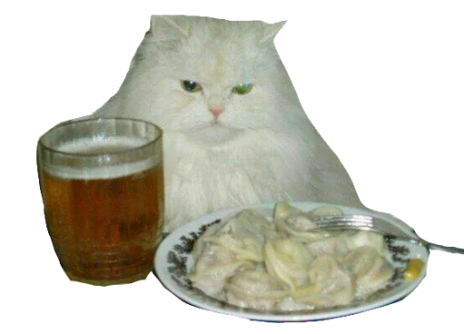 кошки малого и среднего размера пиво стол