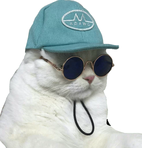 кошка животное модный аксессуар