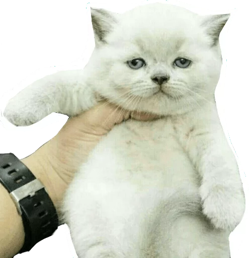 животное млекопитающее кошки малого и среднего размера