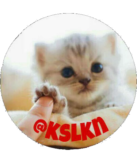 domestic cat cat mammal