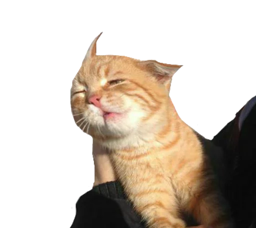 животное млекопитающее кошка