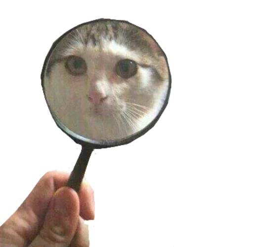 hand glass cat indoor