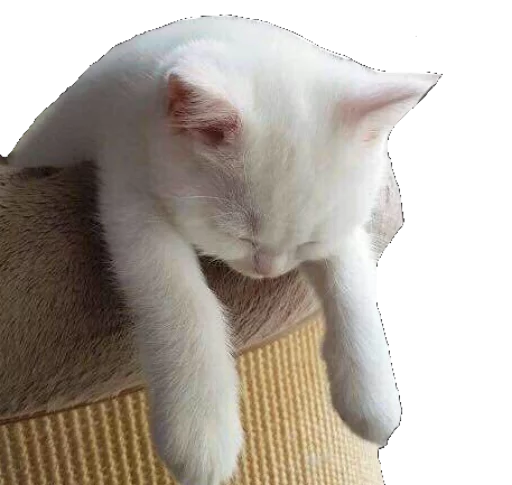 животное млекопитающее домашняя кошка