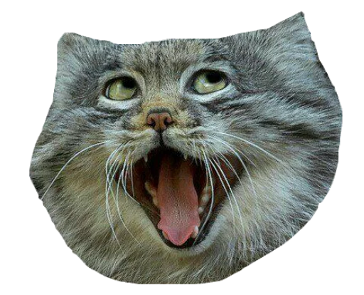 животное млекопитающее кошка