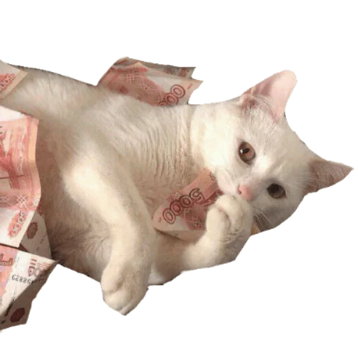 животное млекопитающее домашняя кошка