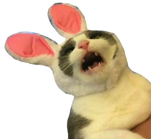 животное млекопитающее кошка