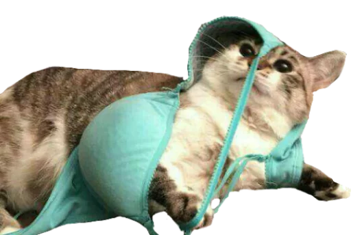 домашняя кошка животное кошка