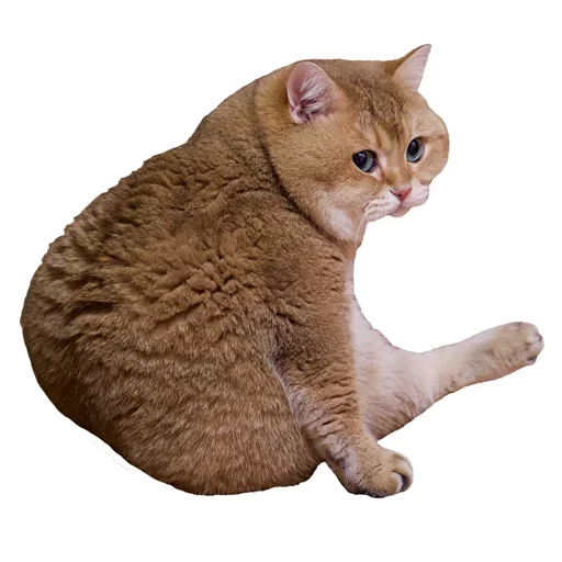 Sticker KisulkiSpaCk - 1