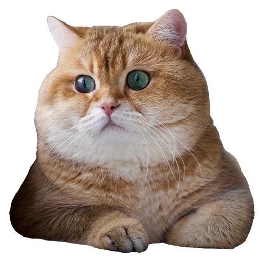 Sticker KisulkiSpaCk - 1