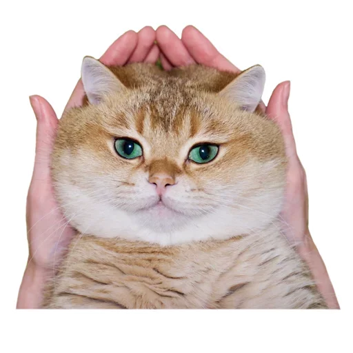 Стикер KisulkiSpaCk - 1