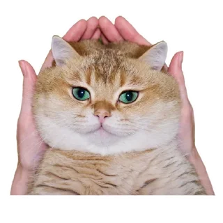 Sticker Cats @stickersb2b - 2