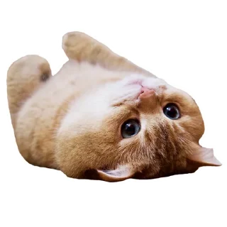 Sticker Cats @stickersb2b - 6