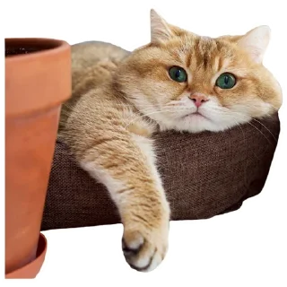 Sticker Cats @stickersb2b - 1