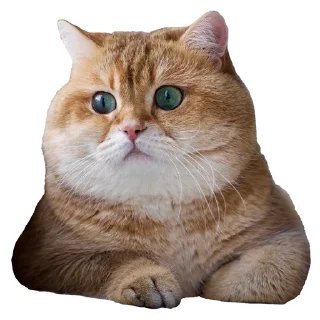 Sticker Cats @stickersb2b - 10