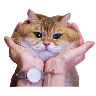 Sticker Cats @stickersb2b - 7