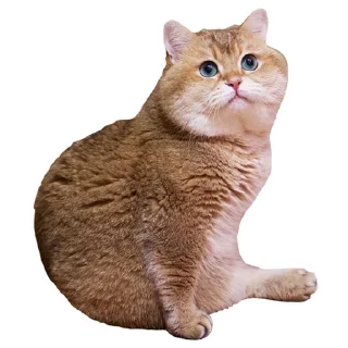 Sticker Cats @stickersb2b - 8