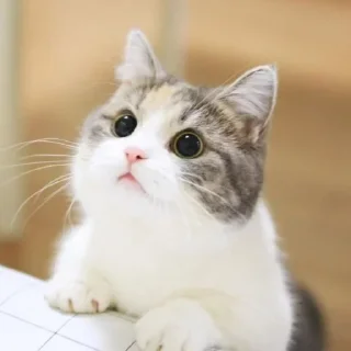 Sticker Meow @stickersb2b - 7