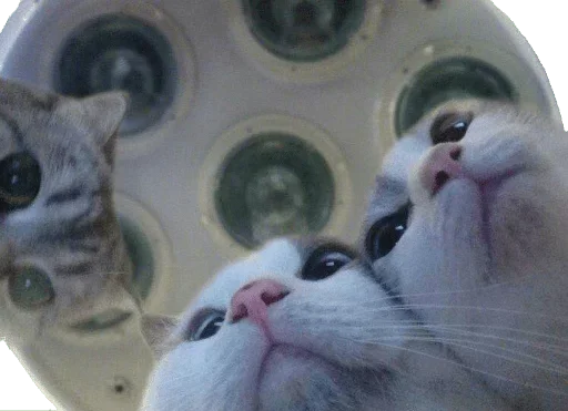 Sticker KisulkinStickers - 1