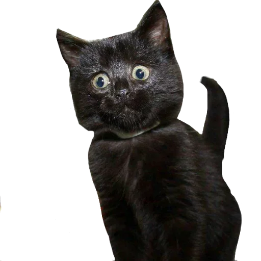 Стикер KisulkinStickers - 1