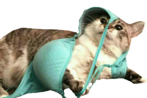 Sticker KisulkinStickers - 1