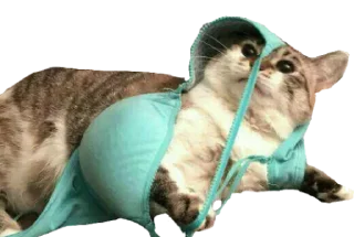 Sticker Кисулькен - 3