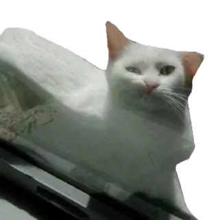 Sticker Кисулькен - 6