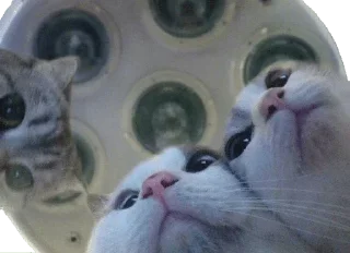 Sticker Кисулькен - 9