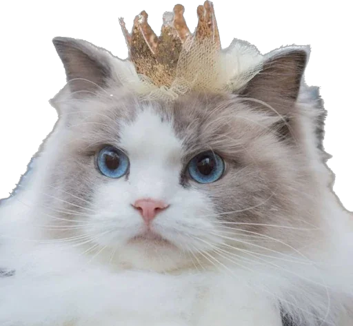 Kisunya_the_cat_Queen - 