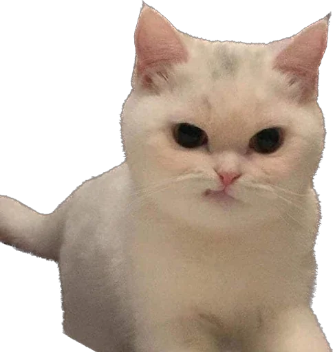 Sticker Kisunya_the_cat_Queen - 1