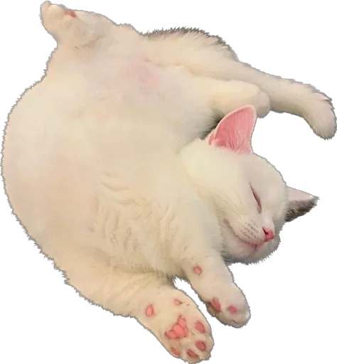 Стикер Kisunya_the_cat_Queen - 1