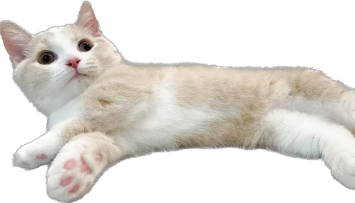 Стикер Kisunya_the_cat_Queen - 1