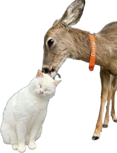 Sticker Kisunya_the_cat_Queen - 1