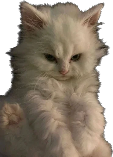 Стикер Kisunya_the_cat_Queen - 1