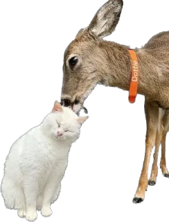 Sticker Kisunya_the_cat_Queen - 3