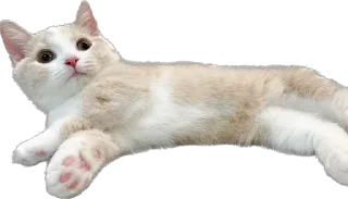 Sticker Kisunya_the_cat_Queen - 4