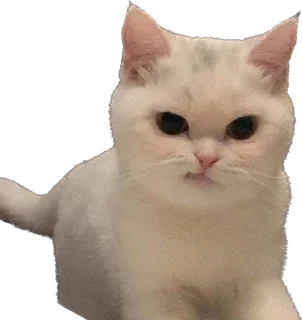 Sticker Kisunya_the_cat_Queen - 9