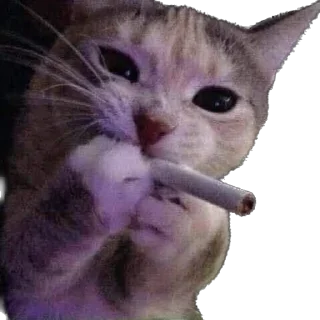 Sticker Kisunya_the_cat_Queen - 10