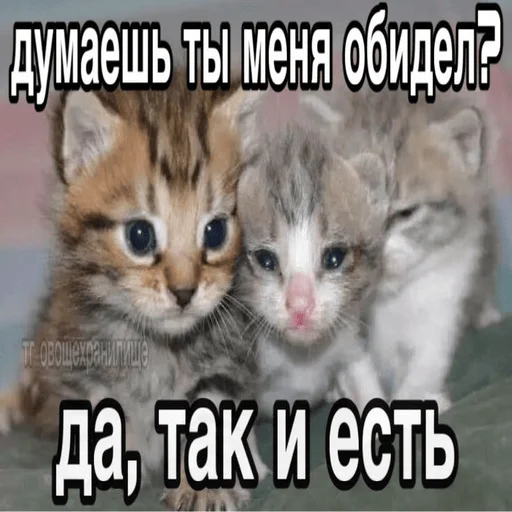 Sticker Kit_kit_kit_mou - 1