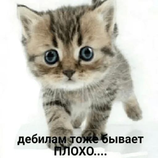 Стикер Kit_kit_kit_mou - 1