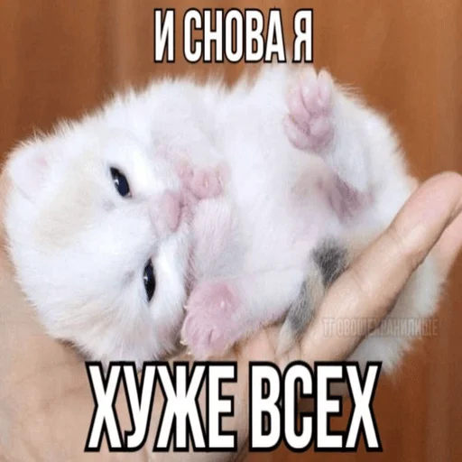 Sticker Kit_kit_kit_mou - 1