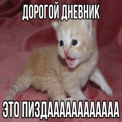 Sticker Kit_kit_kit_mou - 1