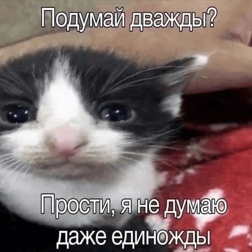 Котики - 