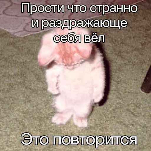 Sticker Kit_kit_kit_mou - 1