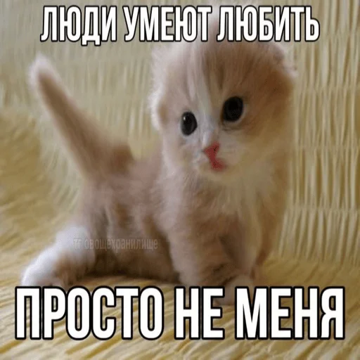 Sticker Kit_kit_kit_mou - 1