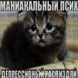 Стикер Котики - 0