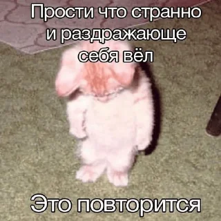 Стикер Котики - 8