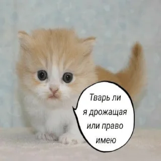 Стикер Котики - 2