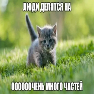 Стикер Котики - 4