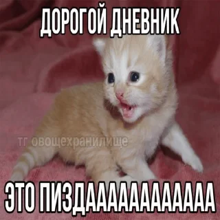 Стикер Котики - 11